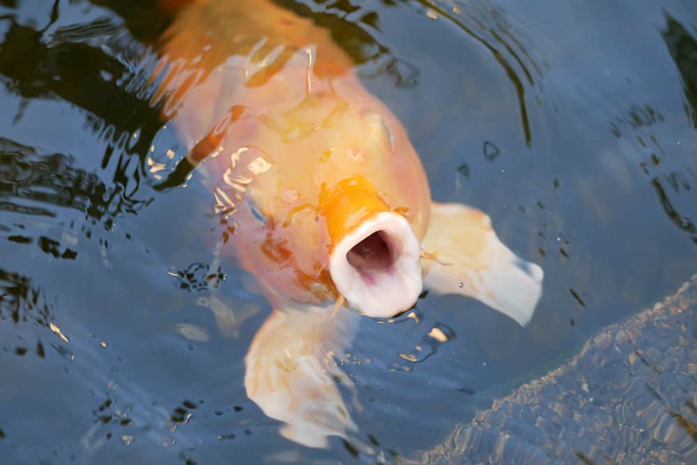 An Orange Koi Fish Ready For Feeding