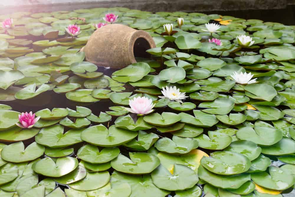 A Photo of a Clay Pot in the Middle of a Pond with Waterlilies and Lily Pads