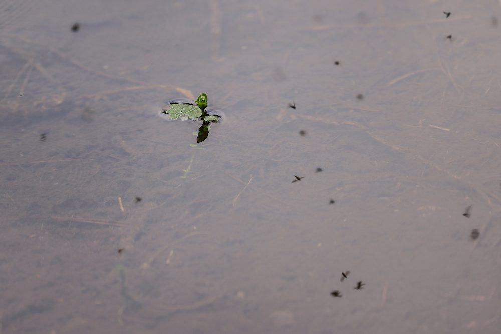 A small plant in the middle of a Koi Pond