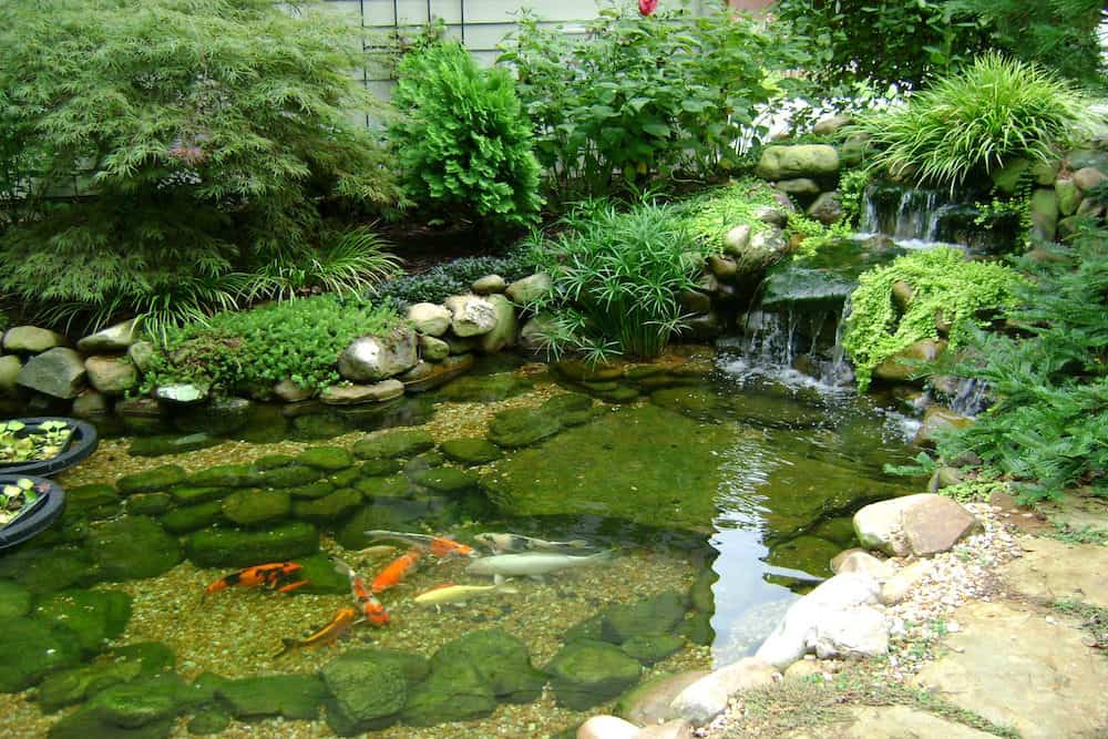 A Photo of a Waterfall at the End of the Koi Pond