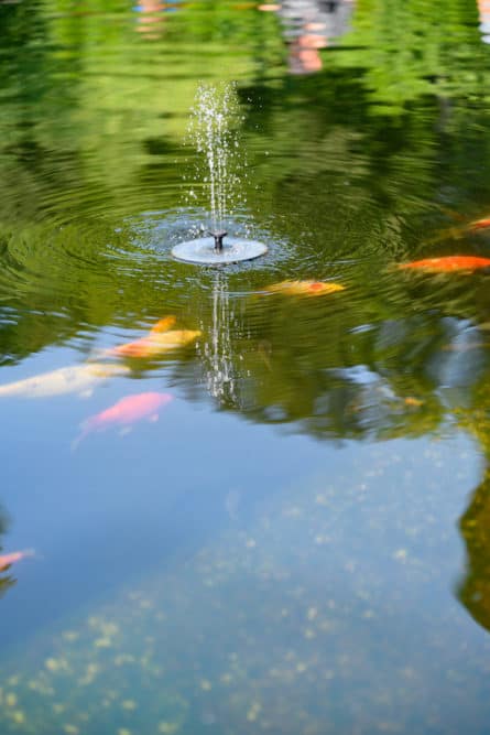 A Small Koi Pond Fountain with Fish Swimming Underneath