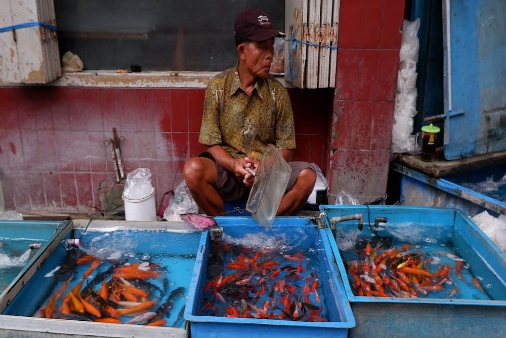 A Man Selling Koi Fish in Plastic Tanks
