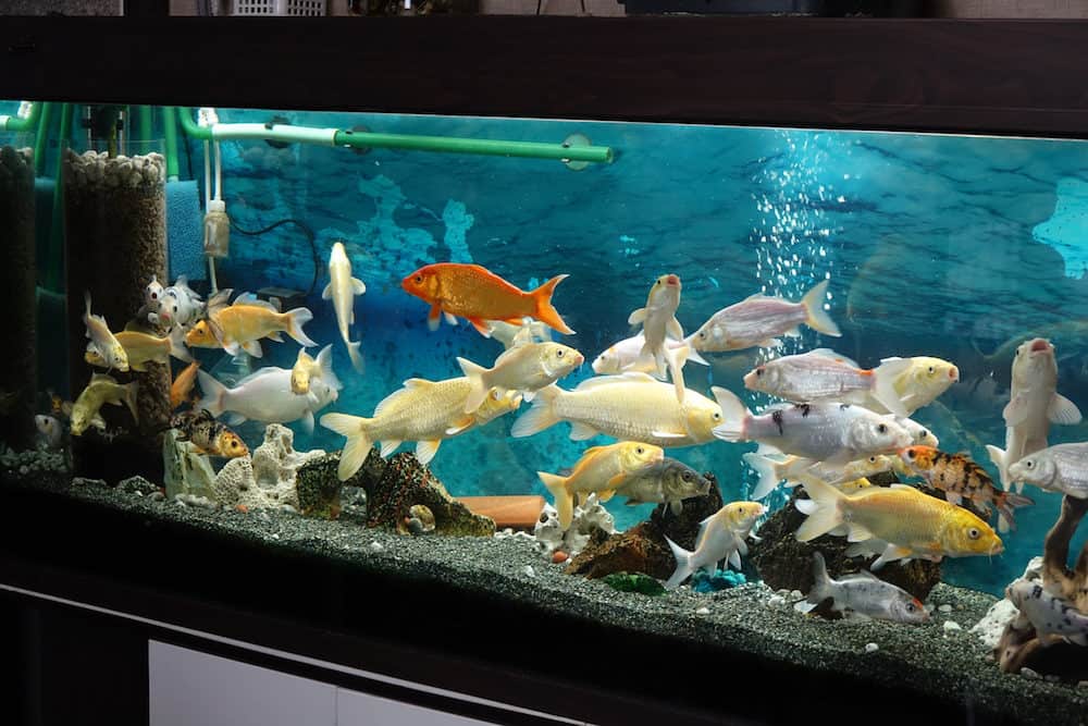 Vibrant Koi Fish in an Aquarium