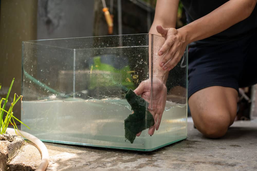 A Person Cleaning a Fish Tank