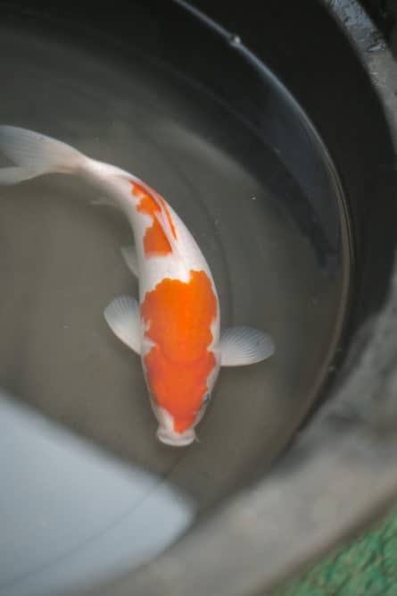 A Red and White Isolated Koi Fish in a Pale