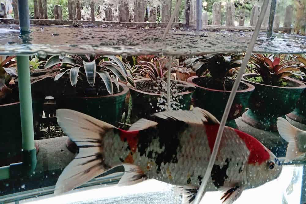 A Koi Fish in an Aquarium