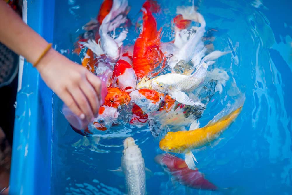 Colorful Koi Fish in a Portable Koi Pond