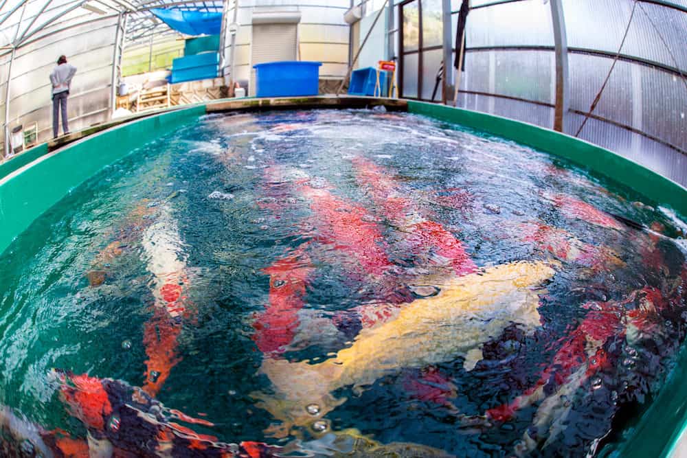 Different Kinds of Koi Fish Swimming in a Green Portable Pond
