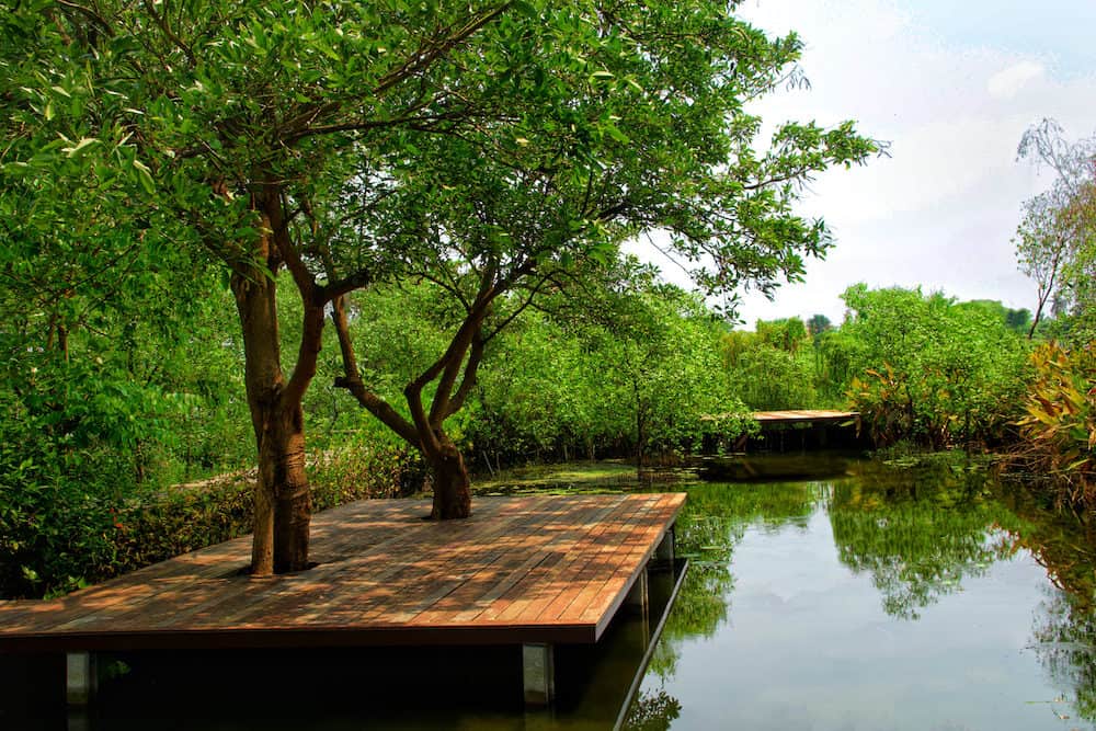 A Wooden Terrace with Trees in a Natural Koi Pond