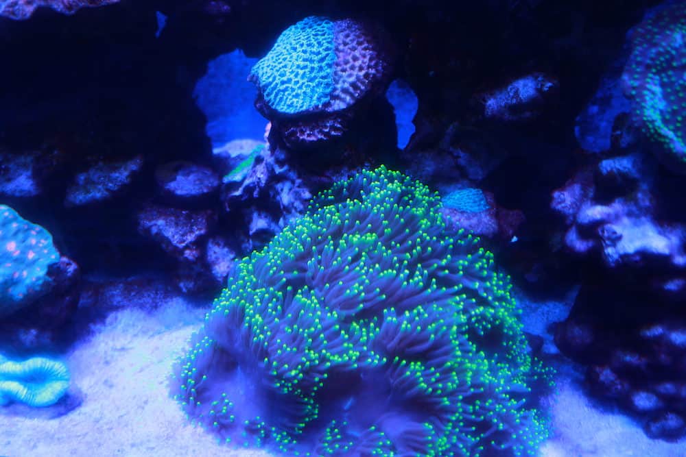 A Photo of UV light used in an Aquarium