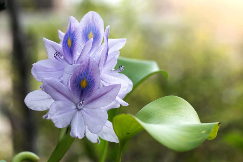 A Photo of a Purple Water Hyacinth