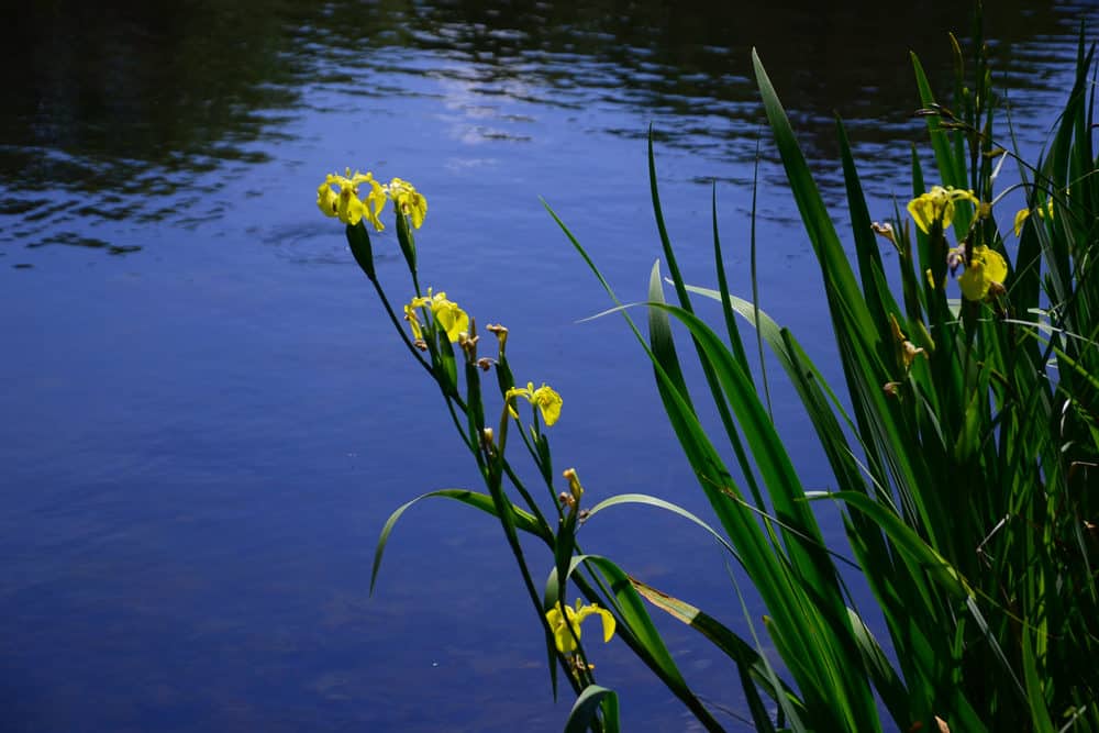 A Photo of Water Iris