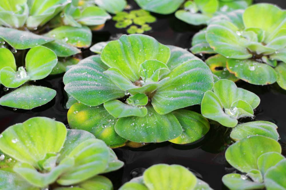Some Water Lettuces in a Koi Pond