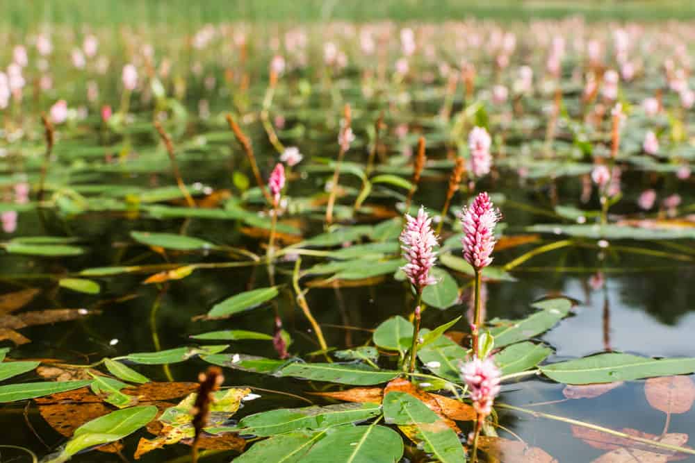 A Photo of a Bunch of Water Smartweed's in a Pond