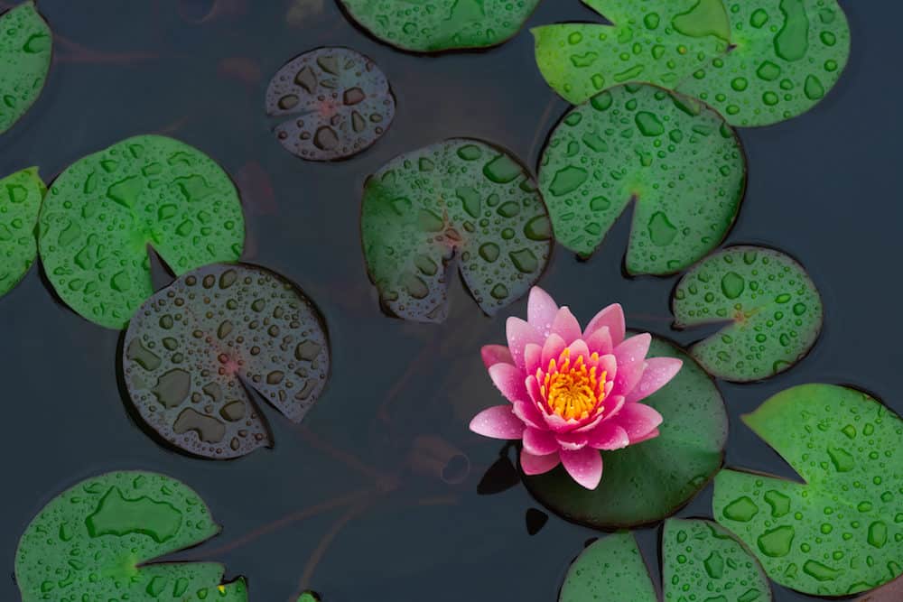 A Photo of a Pink Waterlily