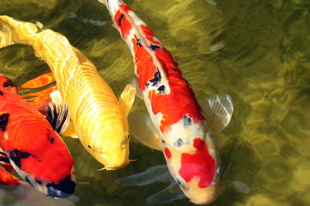 Aone Yellow Koi Fish in Between Two Red and Black ones
