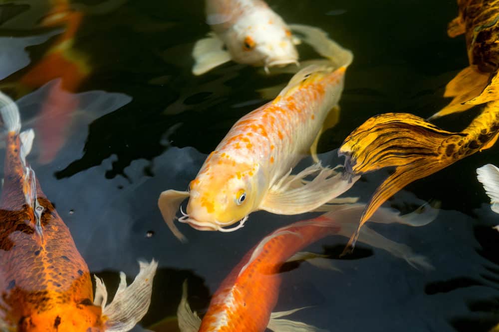 A Swimming Yellow Koi Fish in a Pond