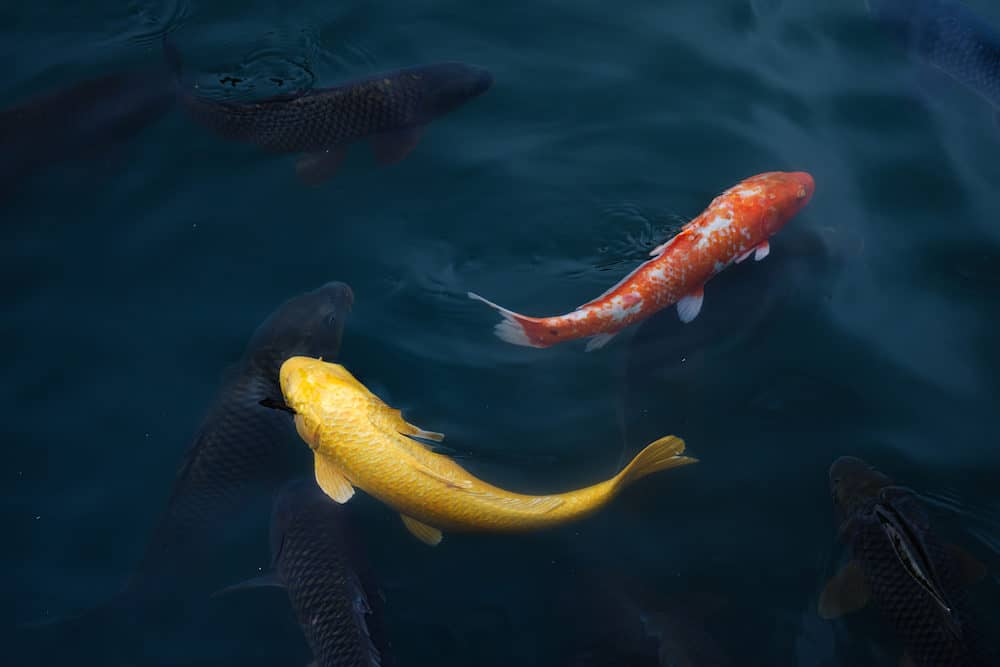Two Different Types of Koi Fish - One is Orange and One is Yellow