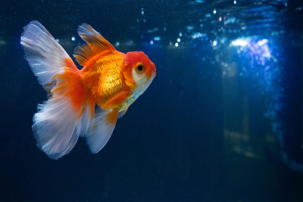 A Photo of a Goldfish in a Fresh Water Aquarium