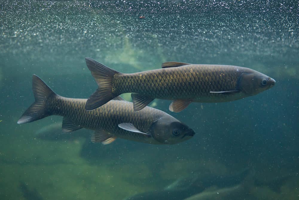 Two Grass Carps in a Pond