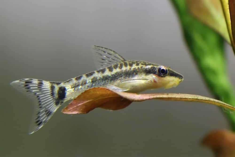 A Photo of a Otocinclus Catfish