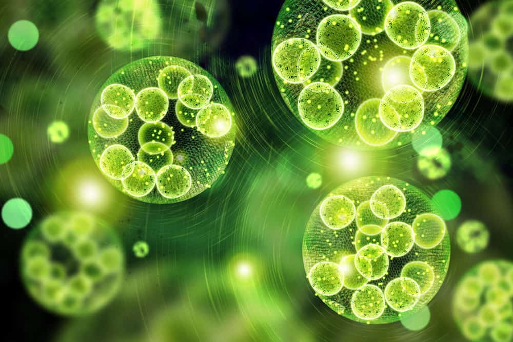 A Photo of Algae Microscopic Cells