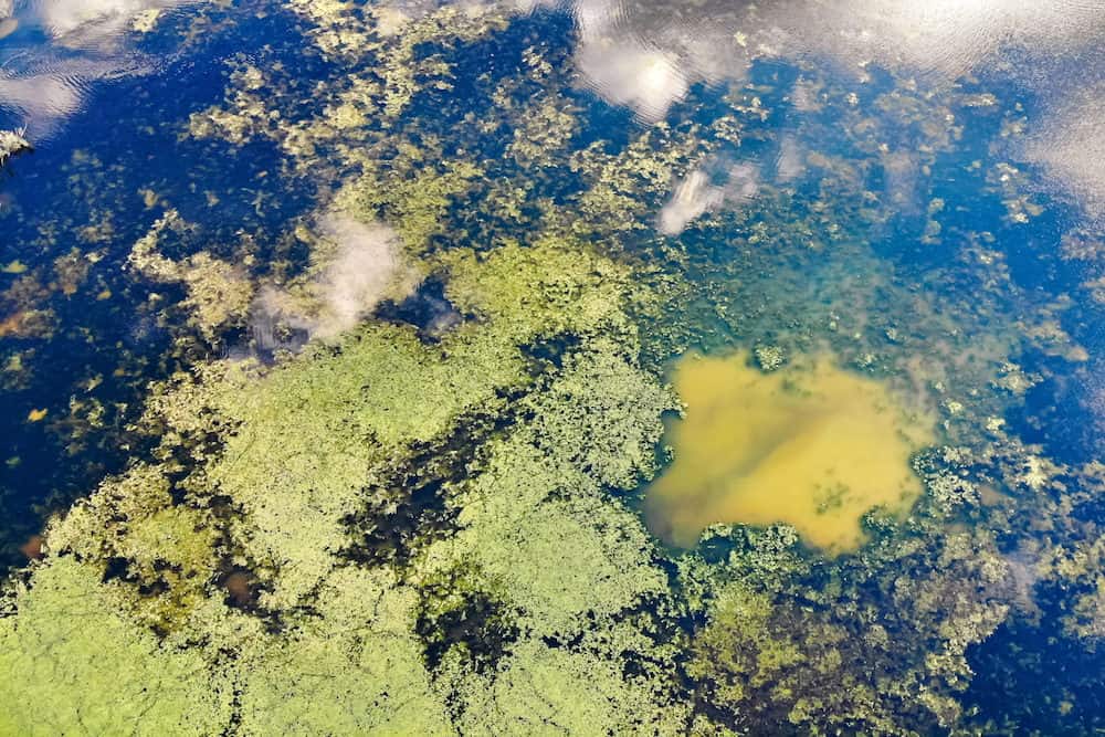 A Photo of Algae