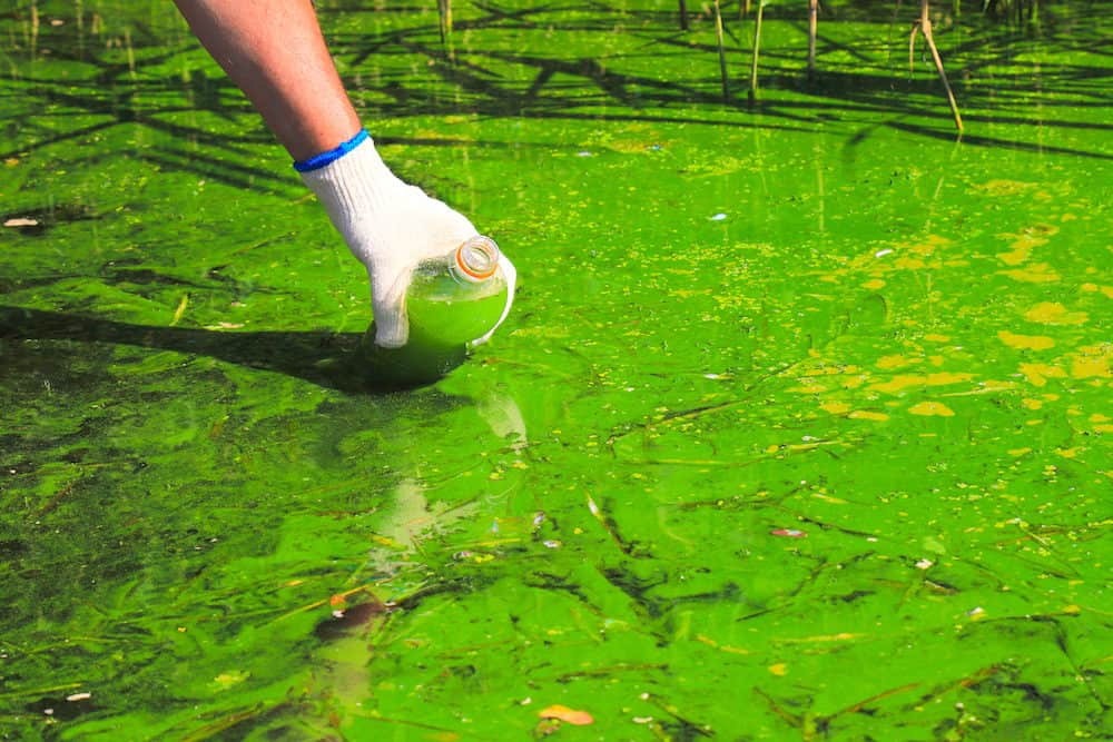 A Man Collecting Algae in a Water Bottle for Testing
