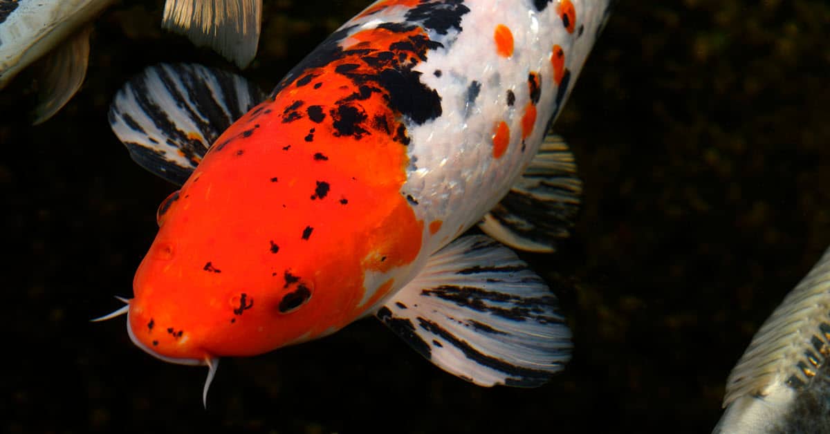 Sanke Koi Fish History and Identification